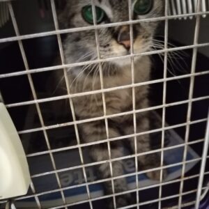 Pielletjies – Lesley Jansen | sterilisation day