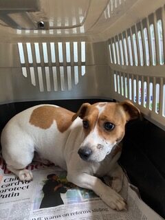 Lulu - Eve Williams - SAVA CVC