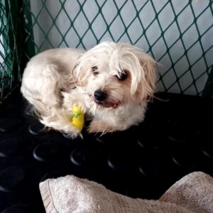 Trixie – Sandra Botha | sterilisation day