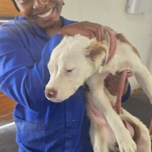 Bambi – Pete Mbala | sterilisation day