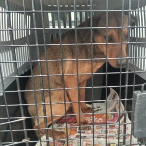 Trane – Sophie Arendse | sterilisation day