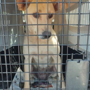 Steffi – Helen Hugo | sterilisation day