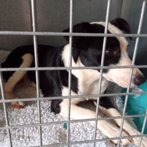 Layla – Henry Daneh | sterilisation day