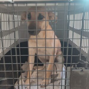 Benika – Maria  Cupido | sterilisation day