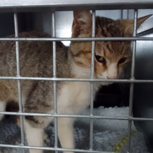 Kit Kat – Keurkloof farm | sterilisation day