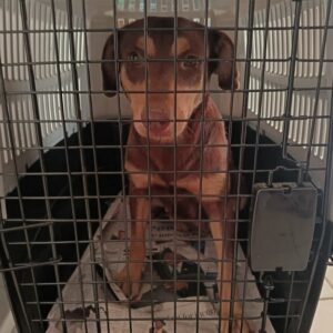 Jessie – Natasha Sauls | sterilisation day