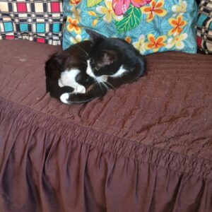 BELLA – New Owner Gladys | sterilisation day