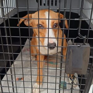 Sassa – Catherine Conradie | sterilisation day