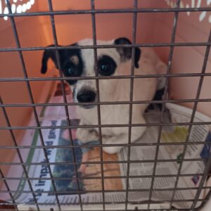 Spotty – Sally-Anne Bashe | sterilisation day