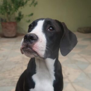 Fielies – Ignatius Mahoya | sterilisation day