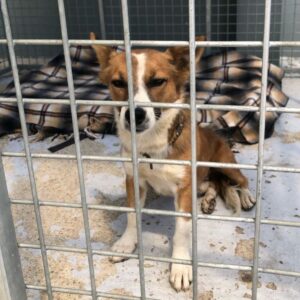 Brownie – Mario Fielies | sterilisation day