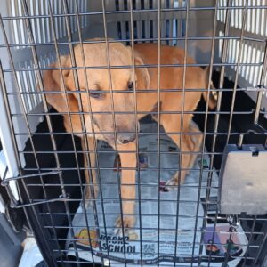 Bruno – Heidi Meyer | sterilisation day