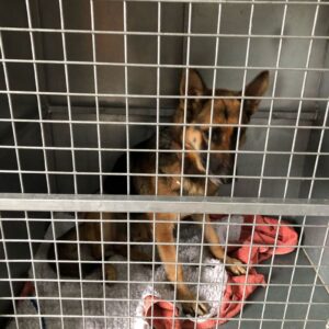 Roxy – Frantesia Jacobs | sterilisation day