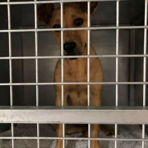 Sunshine – Amber Meintjies | sterilisation day