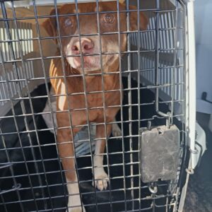 Tiger – Maria Lucas | sterilisation day