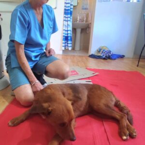 Billie – C. Conradie | sterilisation day