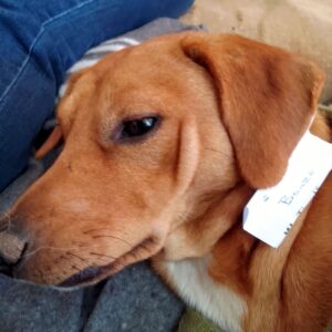 Bonzo – Petrus Vorster | sterilisation day