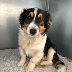 Jonty – Steven Carelse | sterilisation day