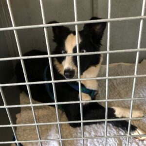 Snowy – Natasja Volmink | sterilisation day