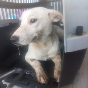 Mummy – Mina Human | sterilisation day