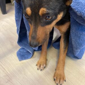 Meisiekind de Koker – Elizabeth de Koker | sterilisation day