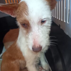 Foxy – Anneline Olalekan | sterilisation day