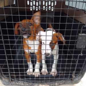 Chloe – Peter Williams | sterilisation day