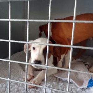 Duke – Peter Williams | sterilisation day