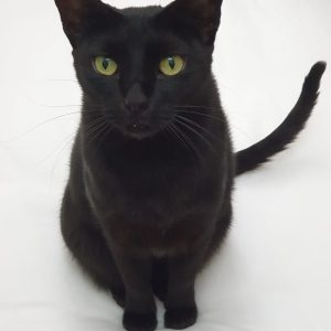 Blackie