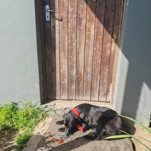 SHADOW