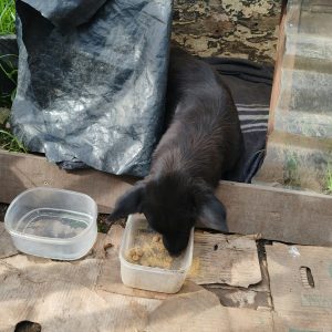 BLACKIE